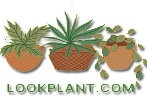 LookPlant - Nature Safety Our First Priority